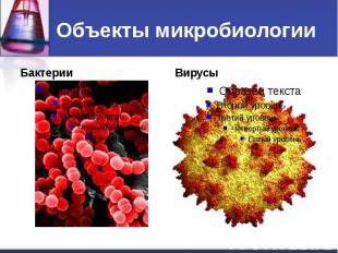 Объекты микробиологии Бактерии