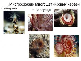 Многообразие Многощетинковых червей манаункия
