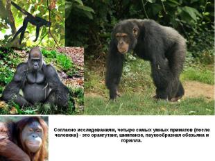 Согласно исследованиям, четыре самых умных приматов (после человека) - это оранг