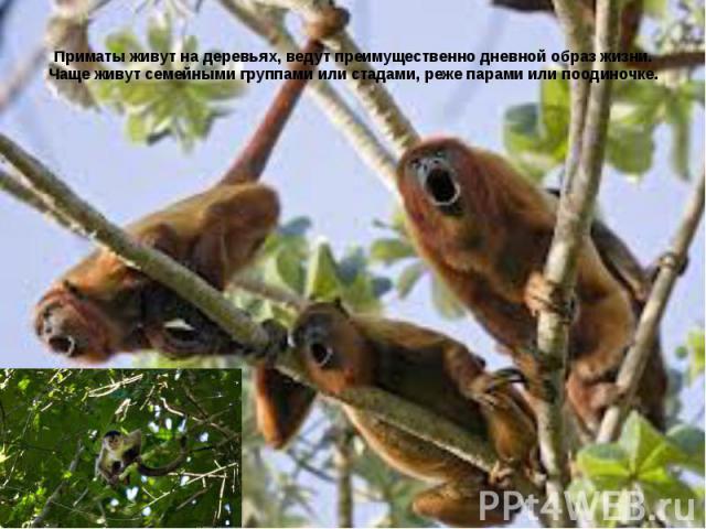 Приматы живут на деревьях, ведут преимущественно дневной образ жизни. Чаще живут семейными группами или стадами, реже парами или поодиночке.