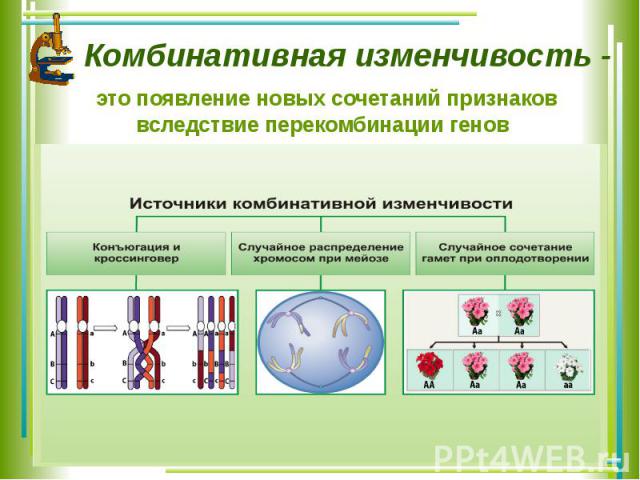 Комбинативная изменчивость - это появление новых сочетаний признаков вследствие перекомбинации генов