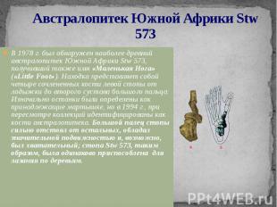 Австралопитек Южной Африки Stw 573 В 1978 г. был обнаружен наиболее древний авст