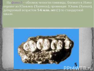 На фото 5 – обломок челюсти гоминида, близкого к Homo ergaster из Юаньмоу (Yuanm