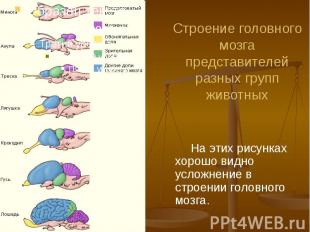 Строение головного мозга представителей разных групп животных На этих рисунках х