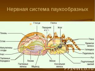 Нервная система паукообразных