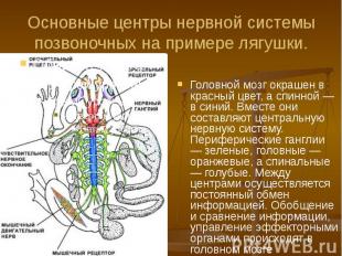 Основные центры нервной системы позвоночных на примере лягушки. Головной мозг ок