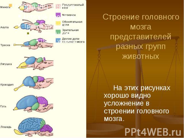 Строение головного мозга представителей разных групп животных На этих рисунках хорошо видно усложнение в строении головного мозга.