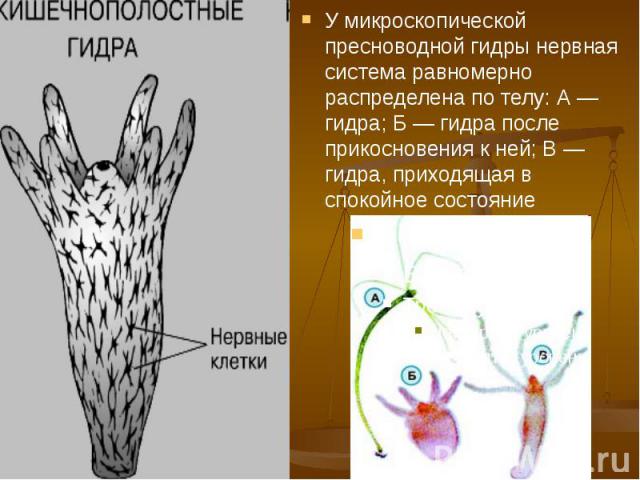У микроскопической пресноводной гидры нервная система равномерно распределена по телу: А — гидра; Б — гидра после прикосновения к ней; В — гидра, приходящая в спокойное состояние У микроскопической пресноводной гидры нервная система равномерно распр…