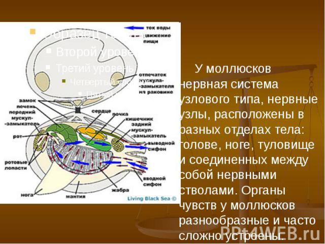 У моллюсков нервная система узлового типа, нервные узлы, расположены в разных отделах тела: голове, ноге, туловище и соединенных между собой нервными стволами. Органы чувств у моллюсков разнообразные и часто сложно устроены. У моллюсков нервная сист…