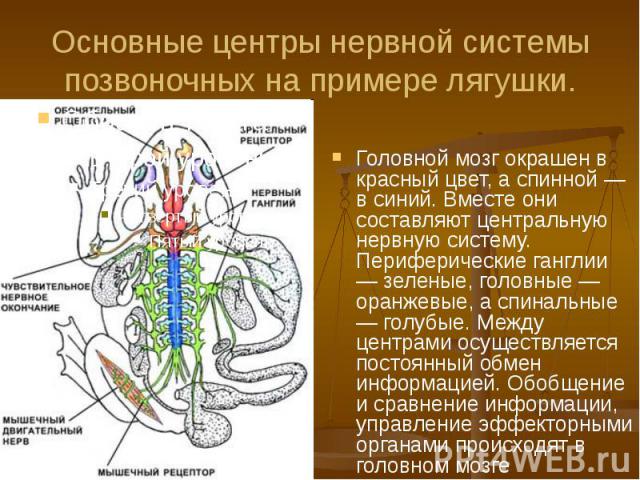 Основные центры нервной системы позвоночных на примере лягушки. Головной мозг окрашен в красный цвет, а спинной — в синий. Вместе они составляют центральную нервную систему. Периферические ганглии — зеленые, головные — оранжевые, а спинальные — голу…