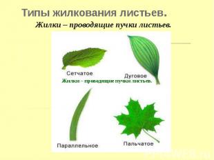 Типы жилкования листьев.