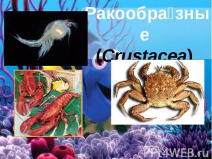 Ракообра зные (Crustacea)