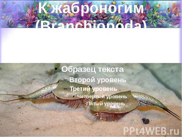 К жаброногим (Branchiopoda) Относятся пресноводные формы (водяные блохи, щитни и др.) и живущая в соленых озерах и лиманах артемия.