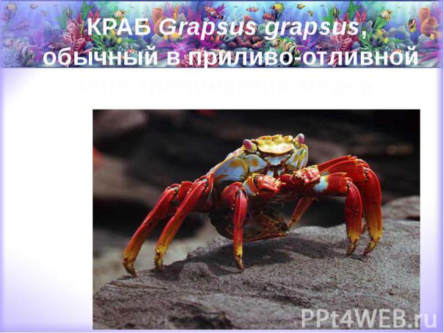 КРАБ Grapsus grapsus, обычный в приливо-отливной зоне тропических морей.