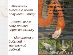 Фламинго вместе с водой получает и пищу. Вяхирь пьёт воду, словно через соломинк