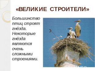 «ВЕЛИКИЕ СТРОИТЕЛИ» Большинство птиц строят гнёзда. Некоторые гнёзда являются оч