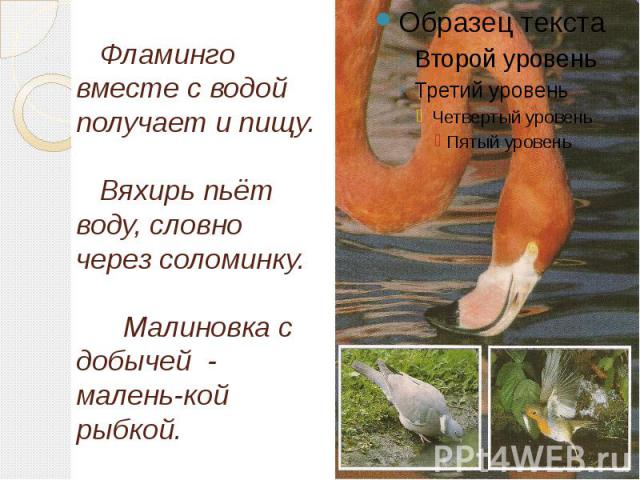 Фламинго вместе с водой получает и пищу. Вяхирь пьёт воду, словно через соломинку. Малиновка с добычей - малень-кой рыбкой.
