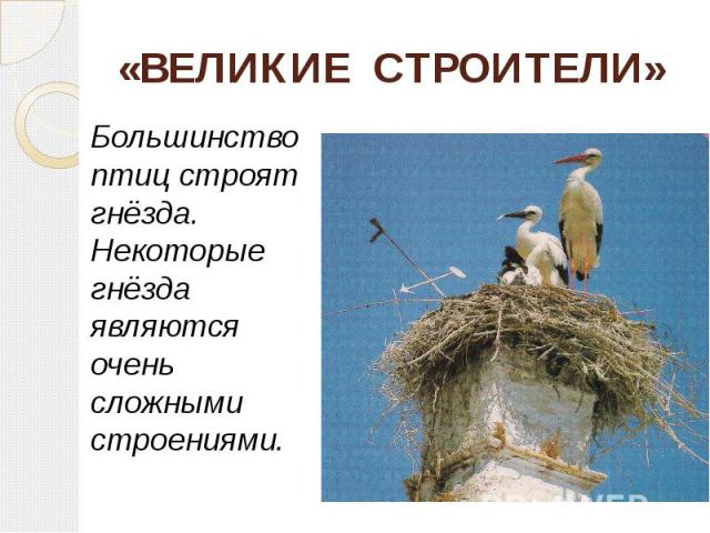 «ВЕЛИКИЕ СТРОИТЕЛИ» Большинство птиц строят гнёзда. Некоторые гнёзда являются очень сложными строениями.