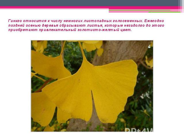 Гинкго относится к числу немногих листопадных голосеменных. Ежегодно поздней осенью деревья сбрасывают листья, которые незадолго до этого приобретают привлекательный золотисто-желтый цвет.