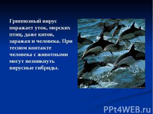 Гриппозный вирус поражает уток, морских птиц, даже китов, заражая и человека. Пр