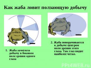 Как жаба ловит ползающую добычу Жаба заметила добычу в&nbsp;боковом поле зрения