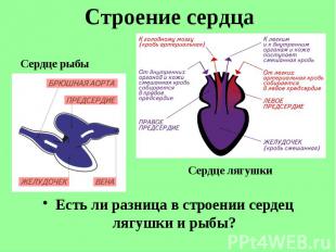 Есть ли разница в строении сердец лягушки и рыбы? Есть ли разница в строении сер