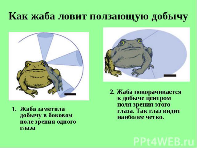 Как жаба ловит ползающую добычу Жаба заметила добычу в боковом поле зрения одного глаза