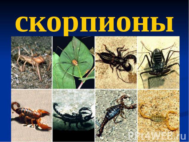 скорпионы