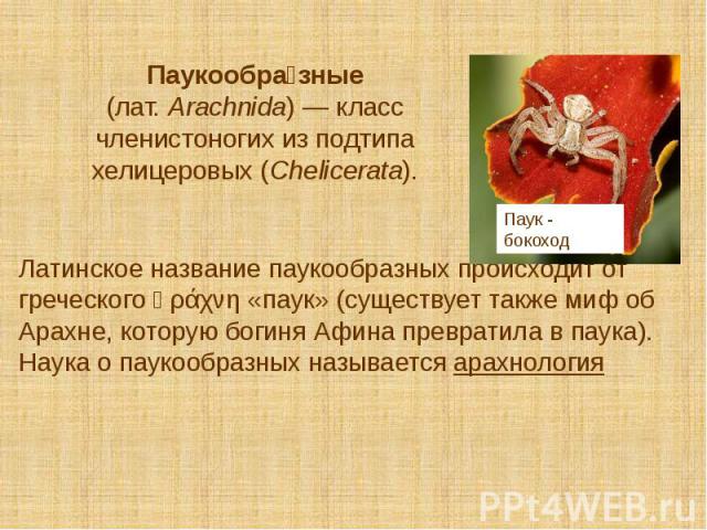 Паукообра зные (лат. Arachnida) — класс членистоногих из подтипа хелицеровых (Chelicerata). Латинское название паукообразных происходит от греческого ἀράχνη «паук» (существует также миф об Арахне, которую богиня Афина превратила в паука). …