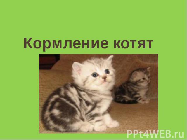 Кормление котят