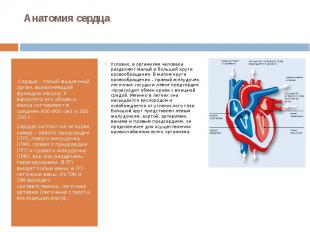 Анатомия сердца &nbsp;Сердце - полый мышечный орган, выполняющий функцию насоса.