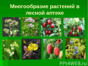 Многообразие растений в лесной аптеке