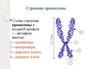 Строение хромосомы. Схема строения хромосомы в поздней профазе — метафазе митоза