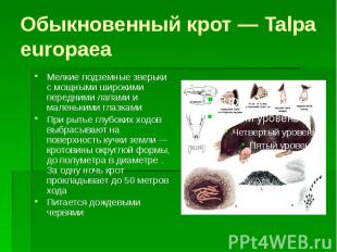 Обыкновенный крот — Talpa europaea Мелкие подземные зверьки с мощными широкими п