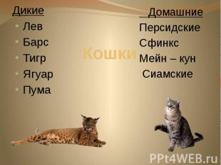 Кошки Дикие Лев Барс Тигр Ягуар Пума