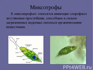 Миксотрофы К миксотрофам относятся имеющие хлорофилл жгутиковые простейшие, спос