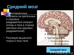 Средний мозг Ориентировочные рефлексы на зрительные и слуховые раздражители (пов