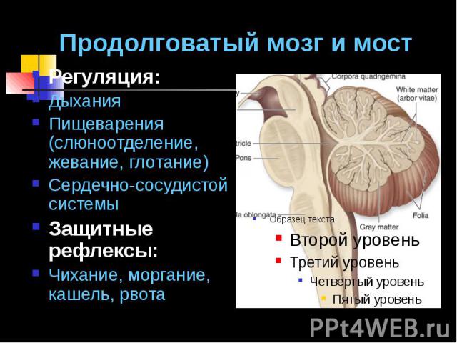 Продолговатый мозг и мост Регуляция: Дыхания Пищеварения (слюноотделение, жевание, глотание) Сердечно-сосудистой системы Защитные рефлексы: Чихание, моргание, кашель, рвота