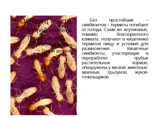 Без простейших – симбионтов - термиты погибают от голода. Сами же жгутиковые, по