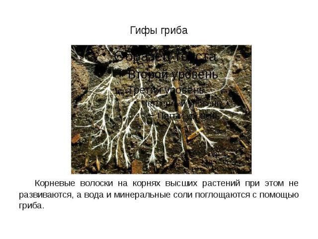 Гифы гриба Корневые волоски на корнях высших растений при этом не развиваются, а вода и минеральные соли поглощаются с помощью гриба.