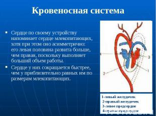 Кровеносная система Сердце по своему устройству напоминает сердце млекопитающих,