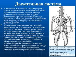 Дыхательная система У пингвинов дыхательная система устроена сложно. В дыхательн