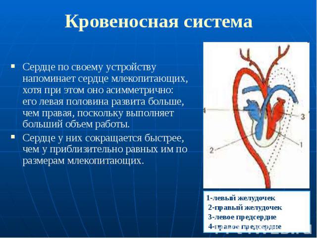 Кровеносная система Сердце по своему устройству напоминает сердце млекопитающих, хотя при этом оно асимметрично: его левая половина развита больше, чем правая, поскольку выполняет больший объем работы. Сердце у них сокращается быстрее, чем у приблиз…