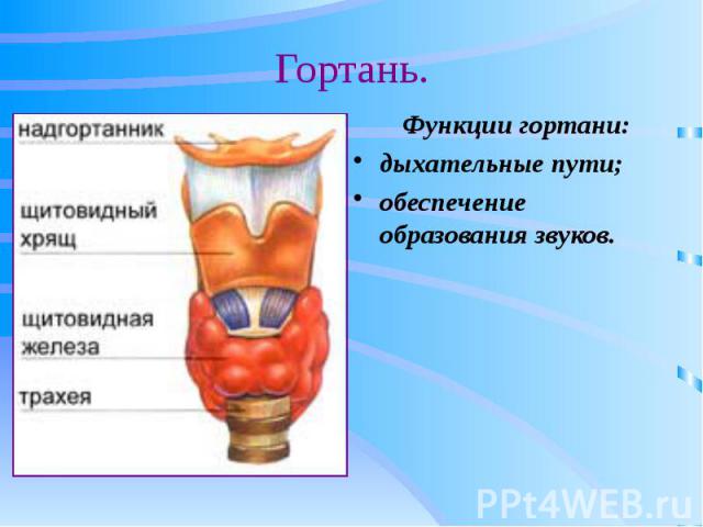 Гортань. Функции гортани: дыхательные пути; обеспечение образования звуков.