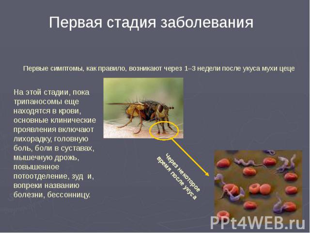 Первые симптомы, как правило, возникают через 1–3 недели после укуса мухи цеце Первые симптомы, как правило, возникают через 1–3 недели после укуса мухи цеце