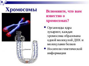 Хромосомы Органоиды ядра эукариот, каждая хромосома образована одной молекулой Д
