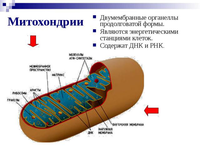 Митохондрии Двумембранные органеллы продолговатой формы. Являются энергетическими станциями клеток. Содержат ДНК и РНК.
