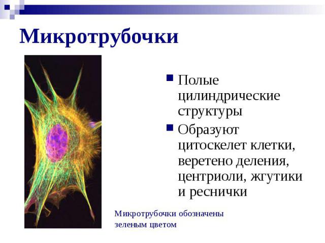 Микротрубочки Полые цилиндрические структуры Образуют цитоскелет клетки, веретено деления, центриоли, жгутики и реснички