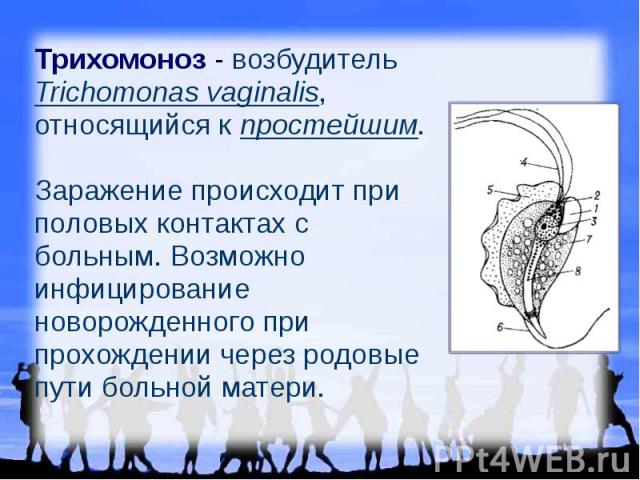 Трихомоноз - возбудитель Trichomonas vaginalis, относящийся к простейшим. Заражение происходит при половых контактах с больным. Возможно инфицирование новорожденного при прохождении через родовые пути больной матери.