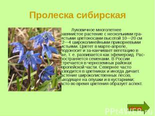 Пролеска сибирская Луковичное многолетнее травянистое растение с несколькими гра